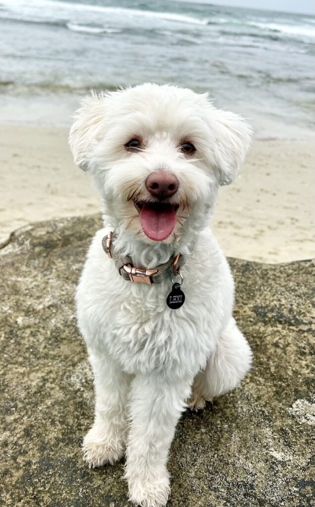 Dr. Lisa Black's therapy dog Lexi.